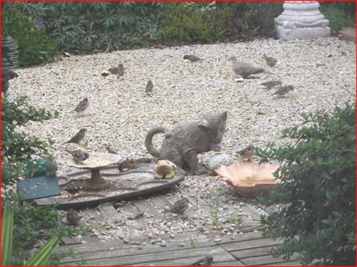 les-oiseaux-du-jardin