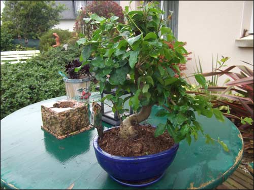 nouveau-bonsai-septembre-2011