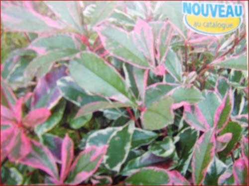 photinia-pink-marble