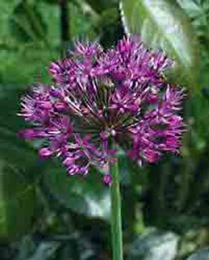 allium purple