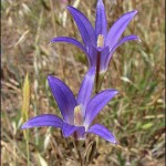 _brodiaea