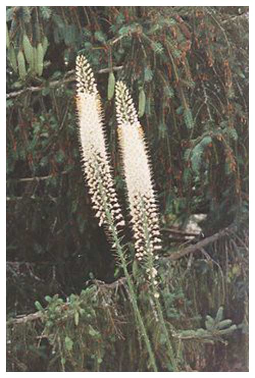 _eremurus_shelford