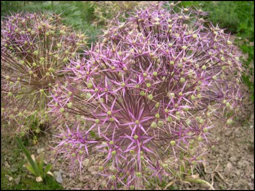 allium-cristophii