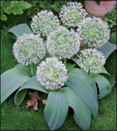 allium-ivory-queen