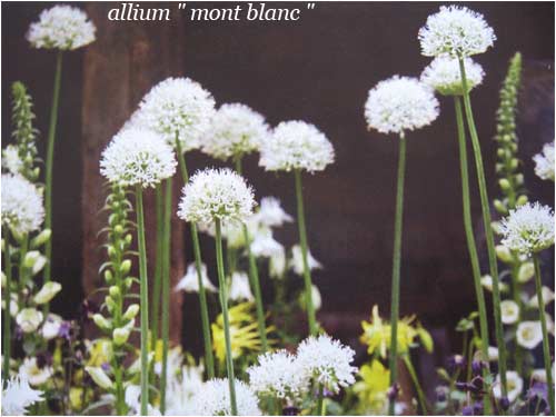 allium-mont-blanc