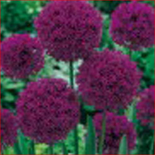 allium-purple-sensation