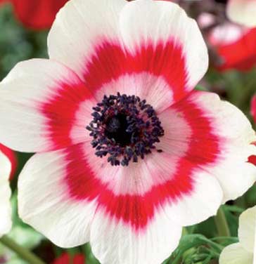 anemones-de-caen-bicolore