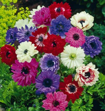 anemones-doubles-sainte-brigitte