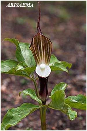 arisaema