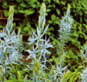 camassia_cusi_