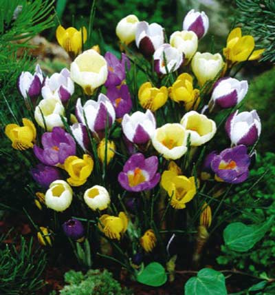 crocus_chrysanthus