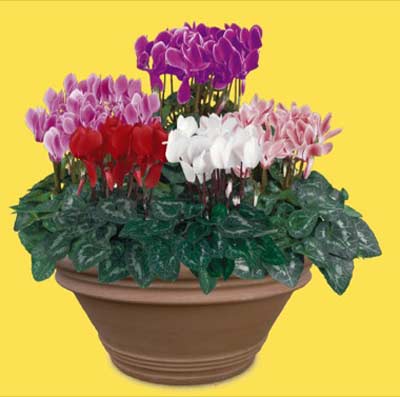 cyclamens_4_couleurs