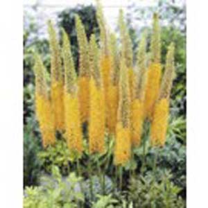 eremurus-jaune