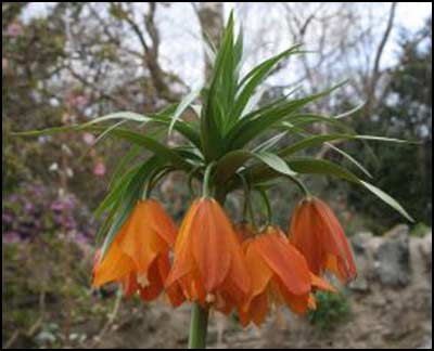 fritillaria_eduardii