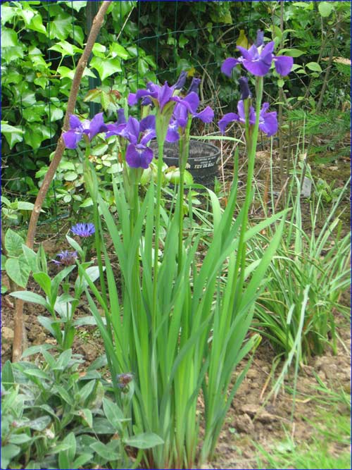 iris-de-siberie