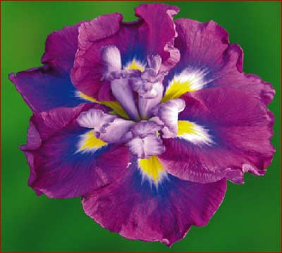 iris_august_emperor_