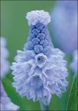 muscari_azureum_