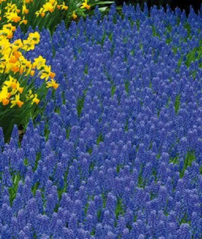 muscari_bleu_