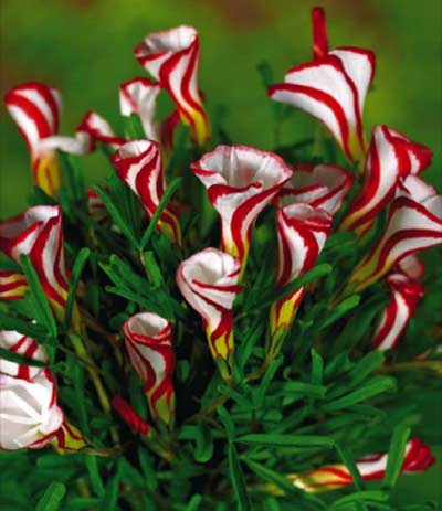 oxalis_versicolor_