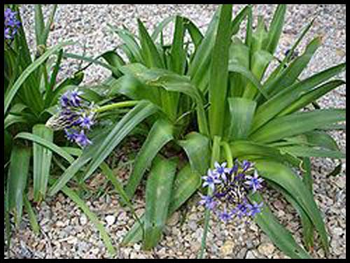 scilla_peruviana