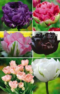 tulipes_pivoines_