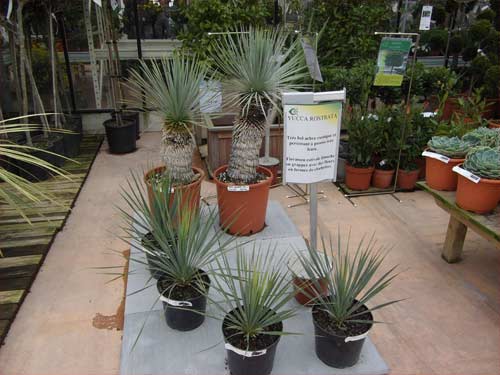 PLANTES EXOTIQUES