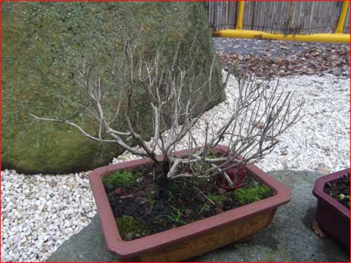 bonsai-