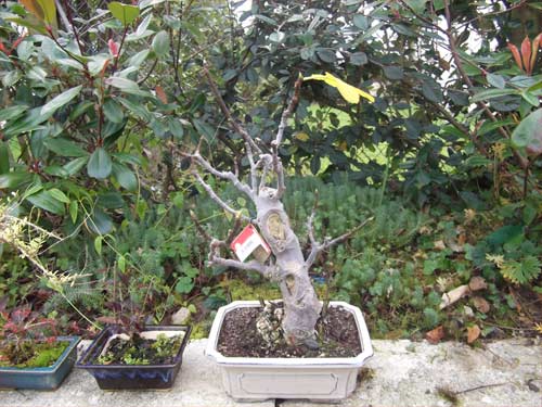 figuier bonsai