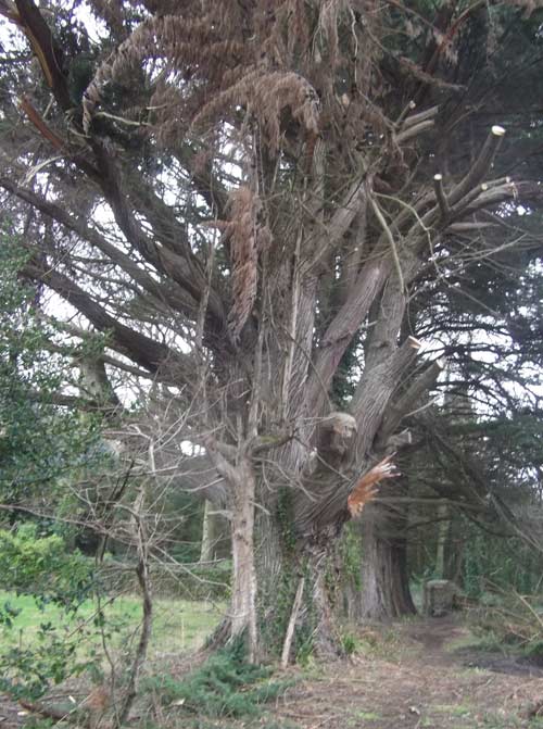  Arbre centenaire