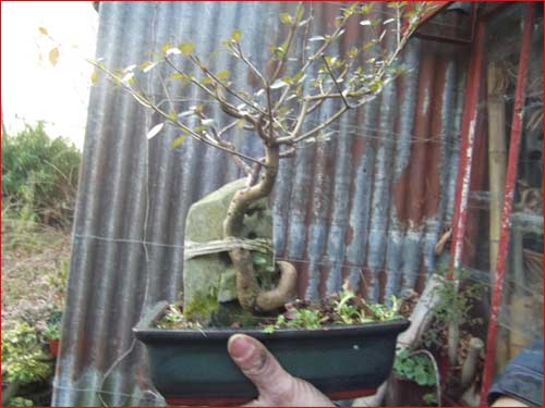 bonsai-