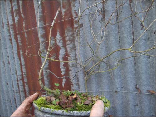 prebonsai-yamadori