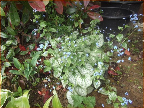 brunnera-variegata