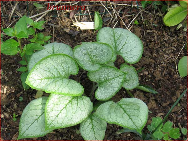 brunnera variégata