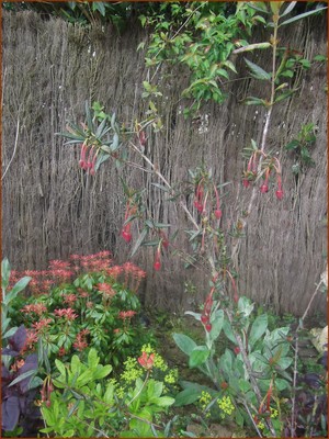 crhynodendron-mai-2012