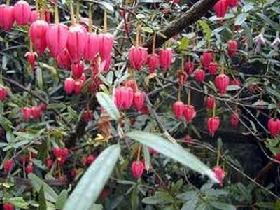 crinodendron