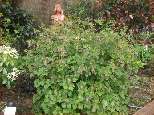 geranium-phaeum-en-fleurs