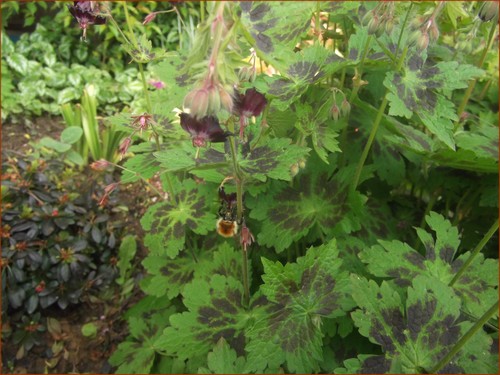 geranium-phaeum