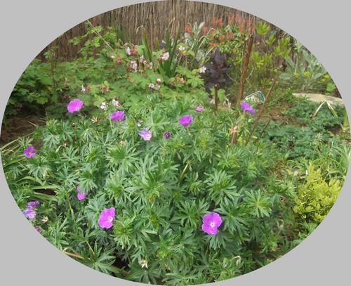 geranium-sanguineum-max-frei