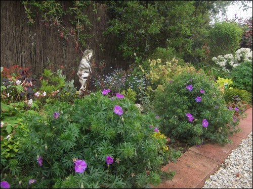 geranium-vivace-sanguineum