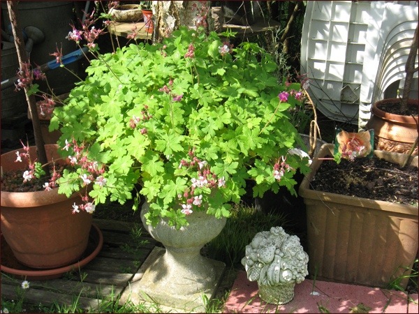 geranium_macrorhizum