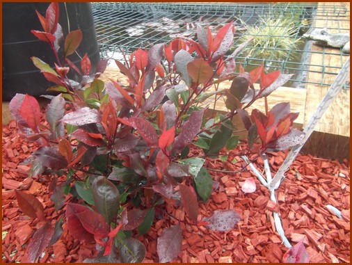 photinia-nana-red-robin