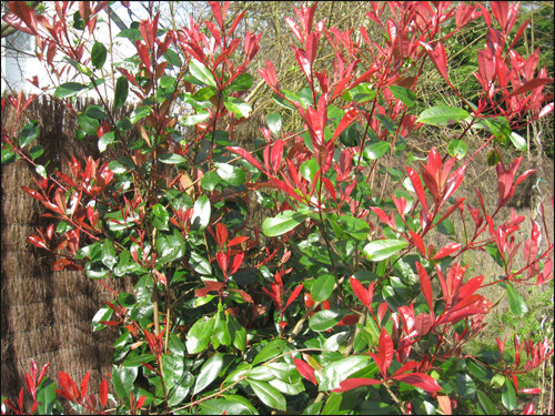 photinia-red-robin