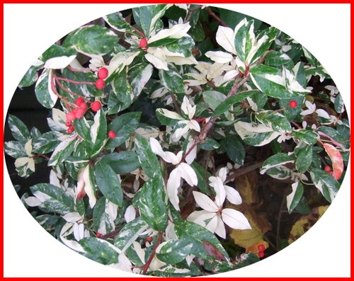 photinia_davidiana