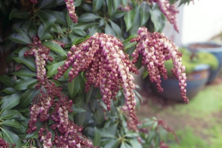 pieris-japonica-flamingo-