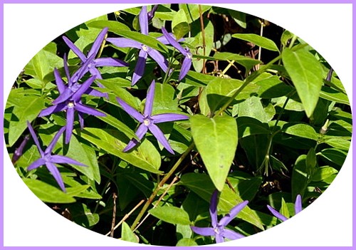 vinca-major-var-hirsuta