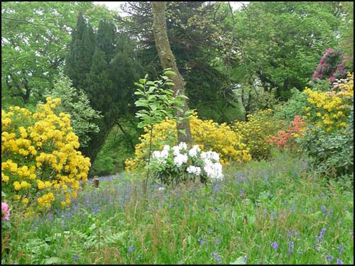 azalees-mollis en Cornouailles