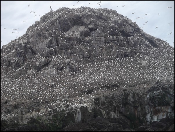 L'ile aux-oiseaux-