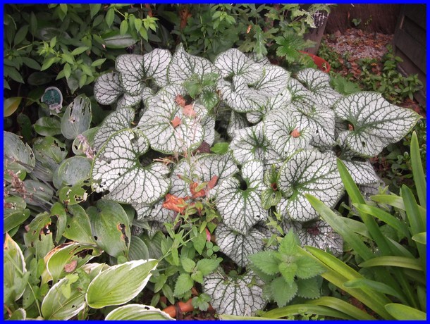 ma-brunnera-en-septembre