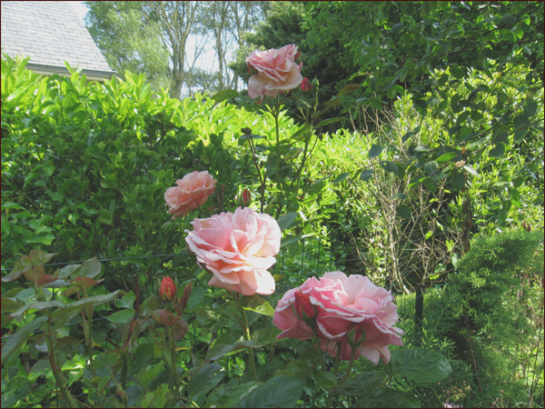 rosier-Martin-des-Senteurs