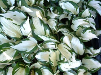 hosta-fire-and-ice_